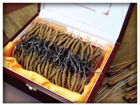 华亭冬虫夏草回收